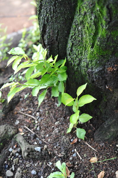 �璹�����Γ�