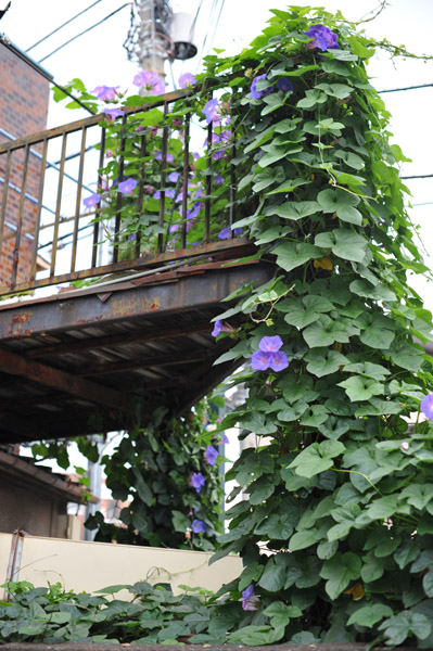 ���̕��i