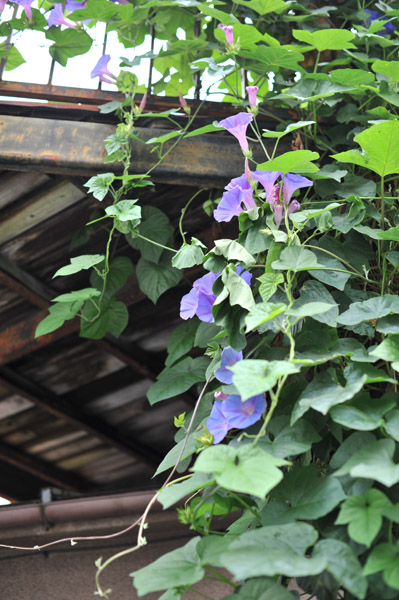 ���̕��i