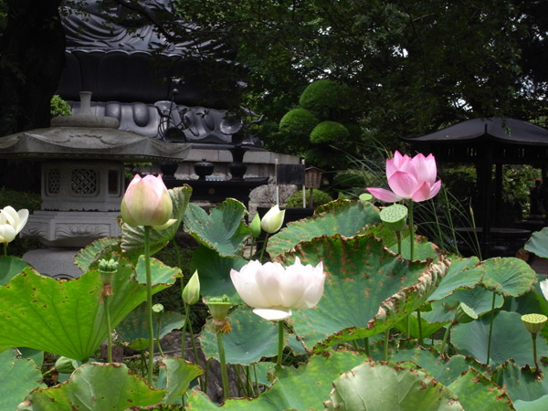 �����啧�̂��G��