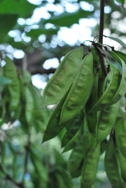 ���̕��i