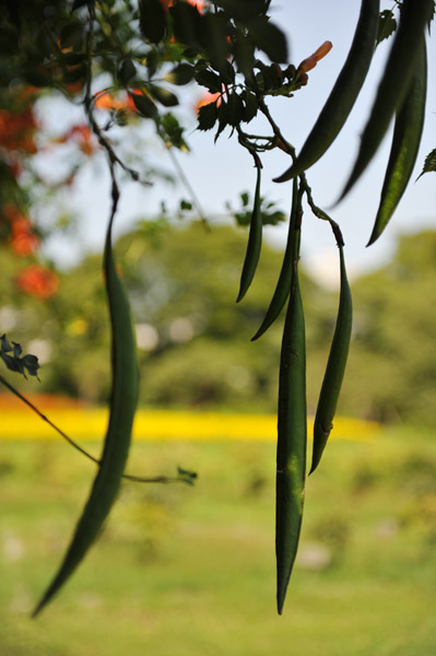 �l���{�����뉀