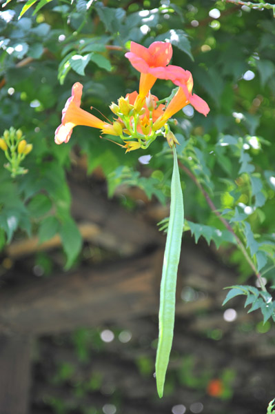 �l���{�����뉀