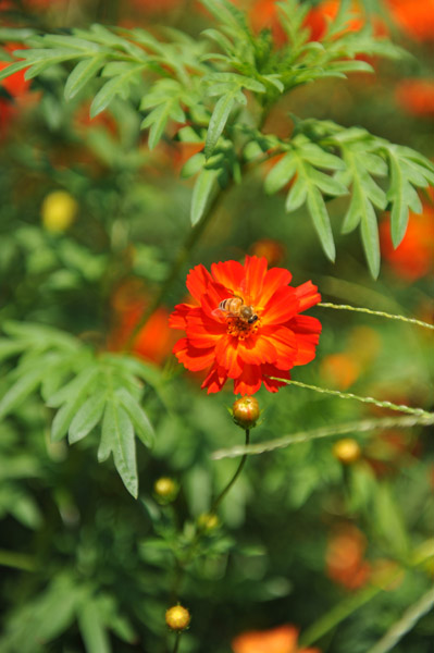 �l���{�����뉀