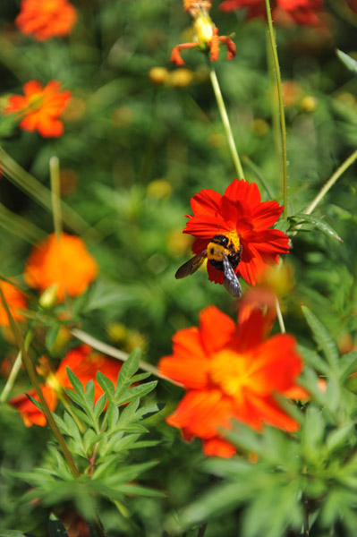 �l���{�����뉀