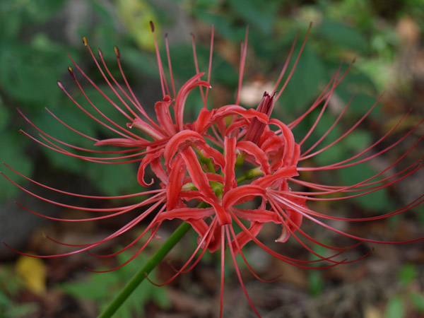 �����̔ފ݉�