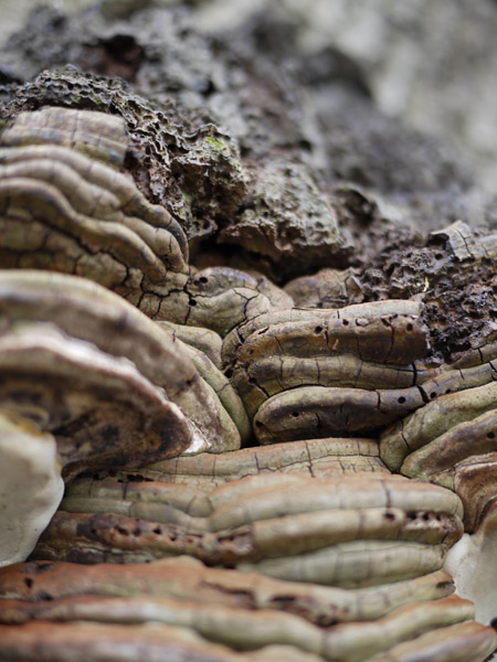 ���ŗ��{�����뉀