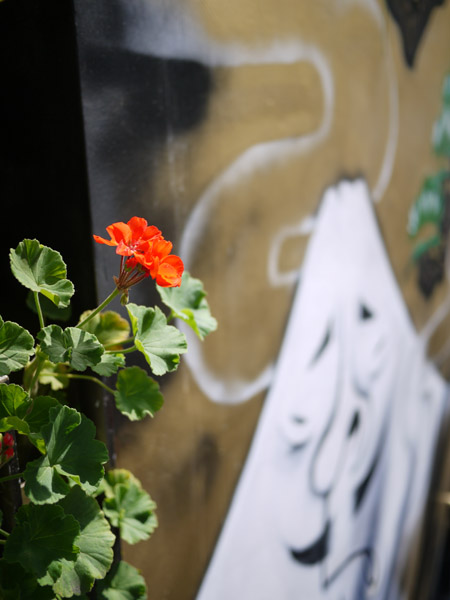 �������Ɖ�