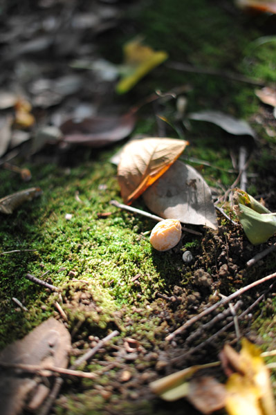 �_�{�O���̗т̒�