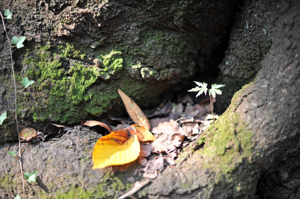 �_�{�O���̗т̒�