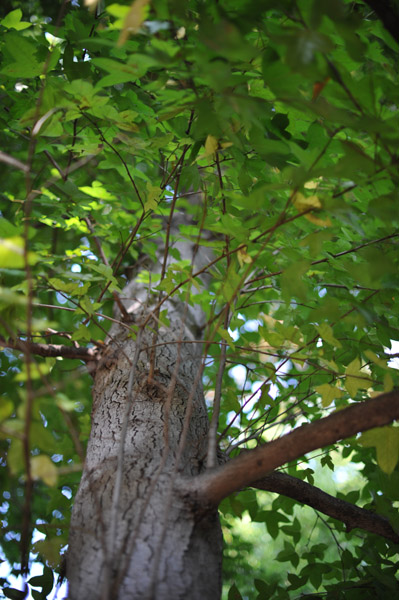 �_�{�O���̗т̒�