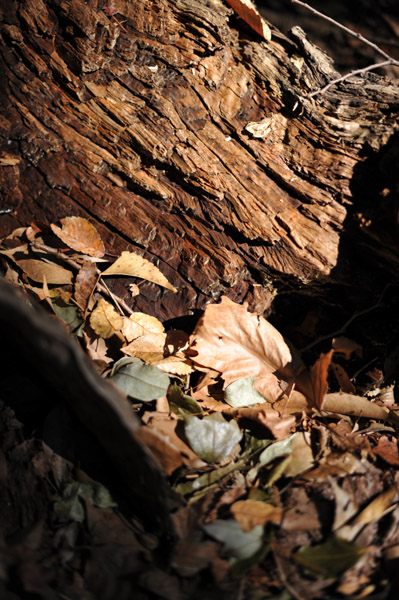 �_�{�O���̗т̒�