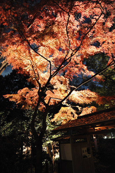 �Z�`���̃��C�g�A�b�v