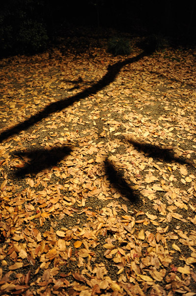 �Z�`���̃��C�g�A�b�v