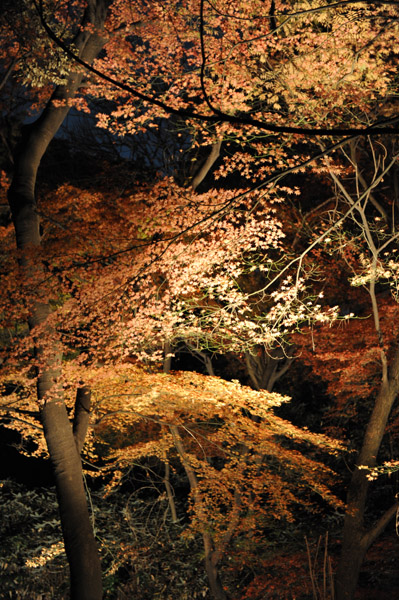 �Z�`���̃��C�g�A�b�v