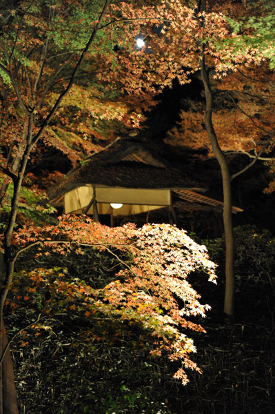 �Z�`���̃��C�g�A�b�v