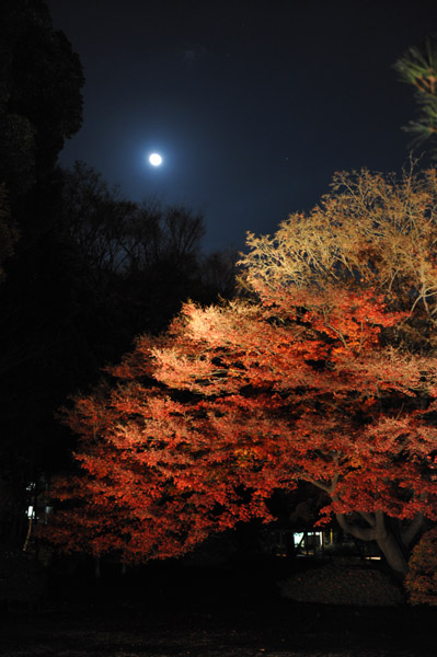 �Z�`���̃��C�g�A�b�v