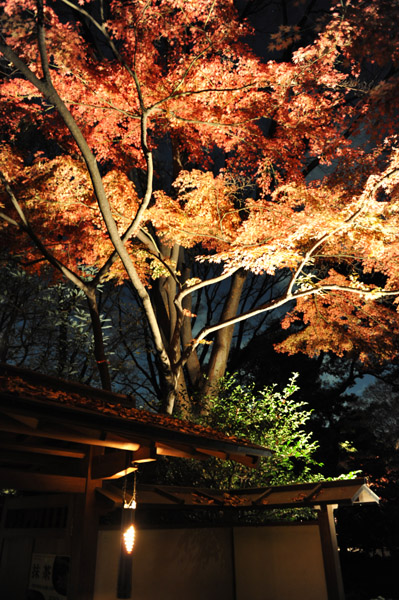 �Z�`���̃��C�g�A�b�v