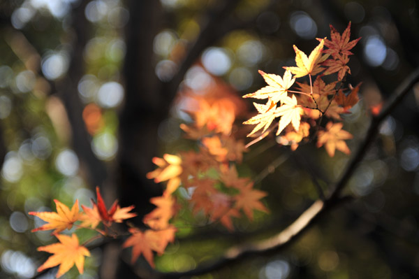 �T�ؓ@�̒뉀�ɂ�