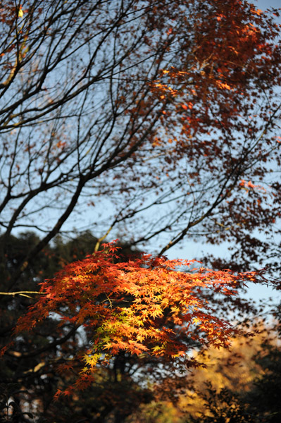 �T�ؓ@�̒뉀�ɂ�