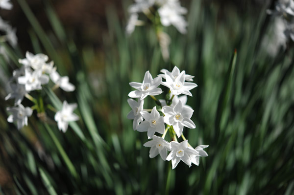 �V�h�䉑�̐���̃}�N���B�e