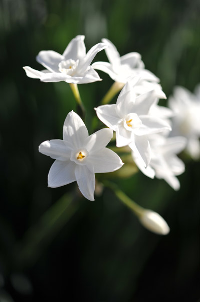 �V�h�䉑�̐���