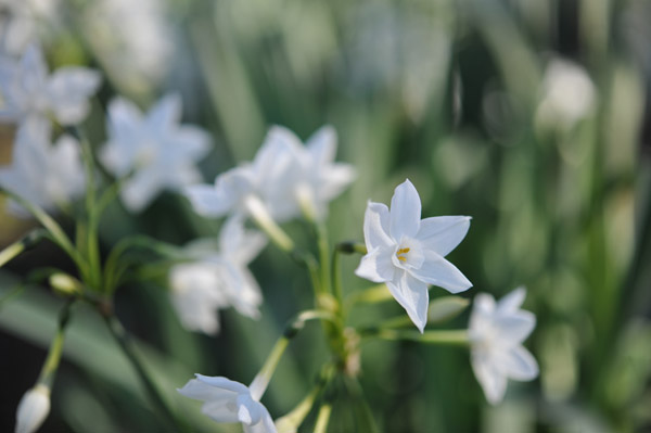 �V�h�䉑�̐���̃}�N���B�e