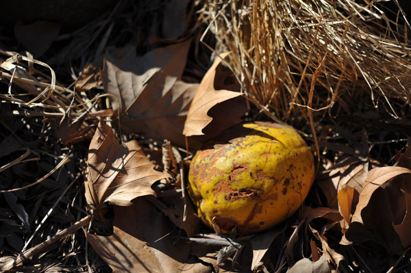 �V�h�䉑�̉ʎ�