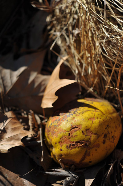 �V�h�䉑�̉ʎ�