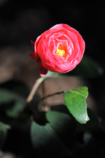 �V�h�䉑�̒ւ̉�