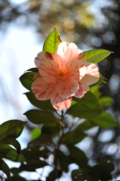 �V�h�䉑�̒ւ̉�