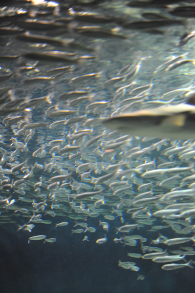 �����ՊC�������̋�