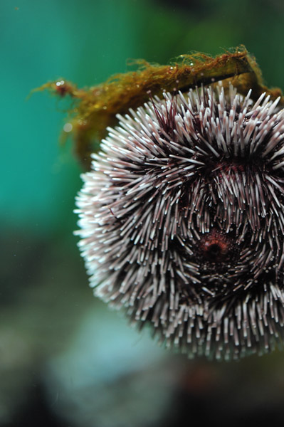 �����ՊC�������̋�