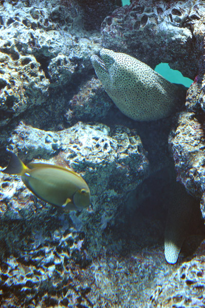 �����ՊC�������̋�