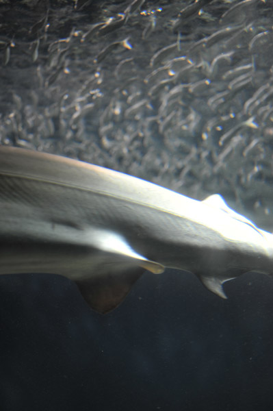 �����ՊC�������̋�