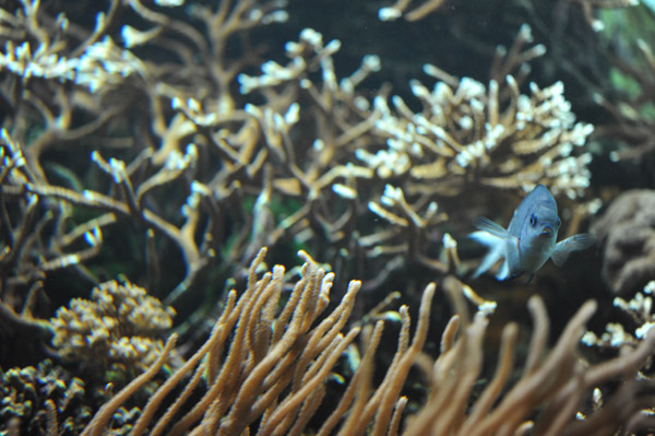 �����ՊC�������̋�