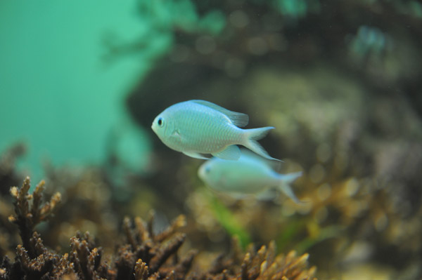 �����ՊC�������̋�