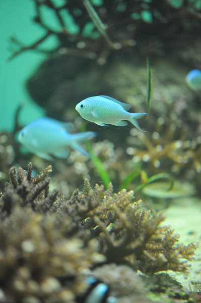 �����ՊC�������̋�