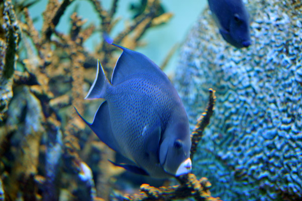 �����ՊC�������̋�