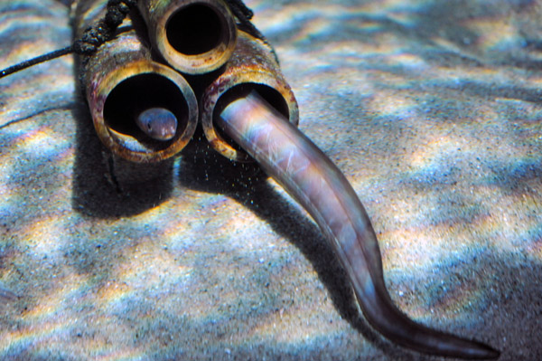 �����ՊC�������̋�