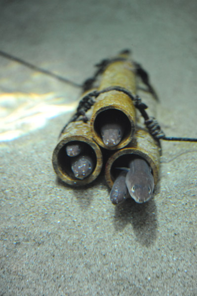 �����ՊC�������̋�