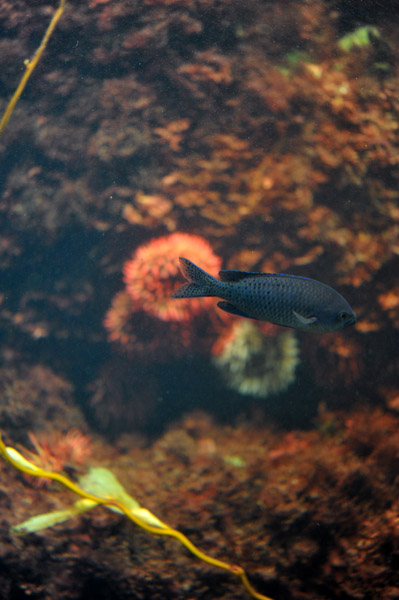 �����ՊC�������̋�