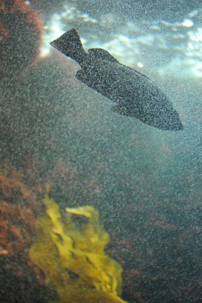 �����ՊC�������̋�