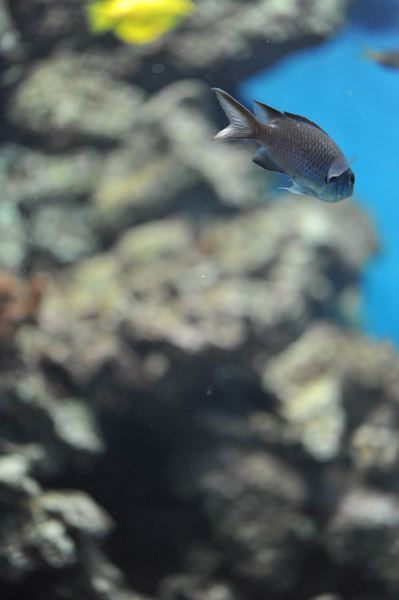 �����ՊC�������̋�