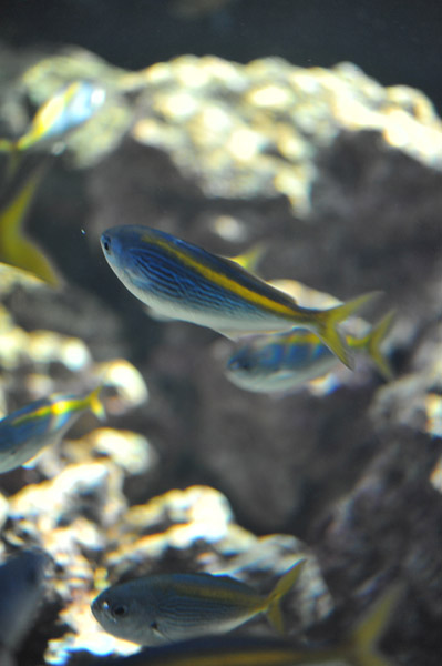 �����ՊC�������̋�