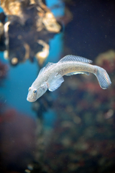 �����ՊC�������̋�