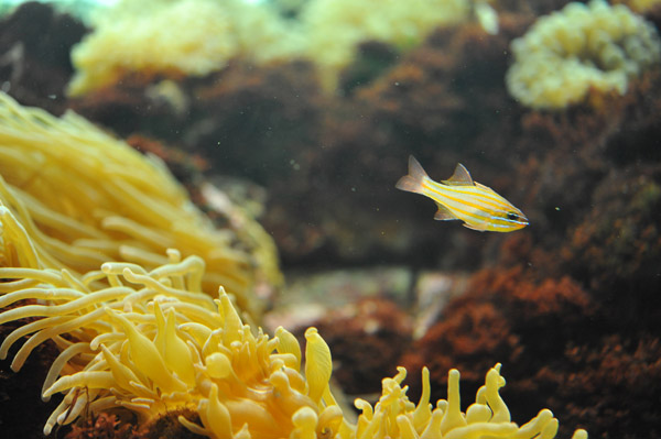 �����ՊC�������̋�