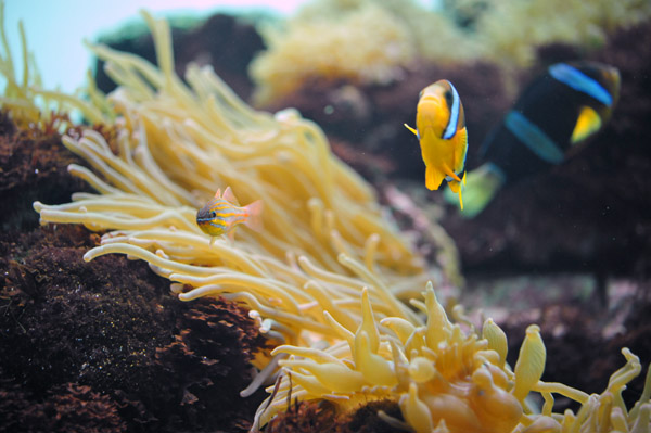 �����ՊC�������̋�