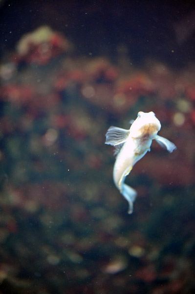 �����ՊC�������̋�