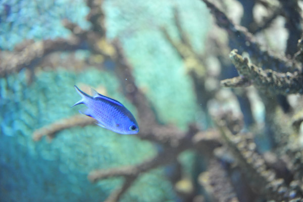 �����ՊC�������̋�